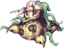 Jungle Madragora